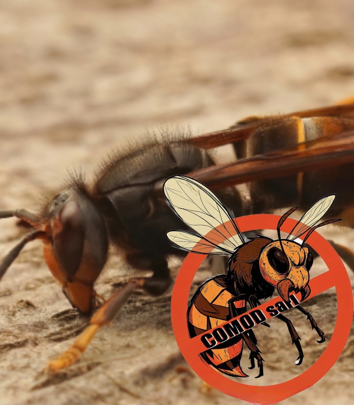 Beseitigung asiatische Hornissen